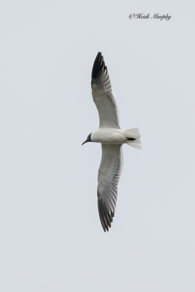 Mouette atricille - ML620660834