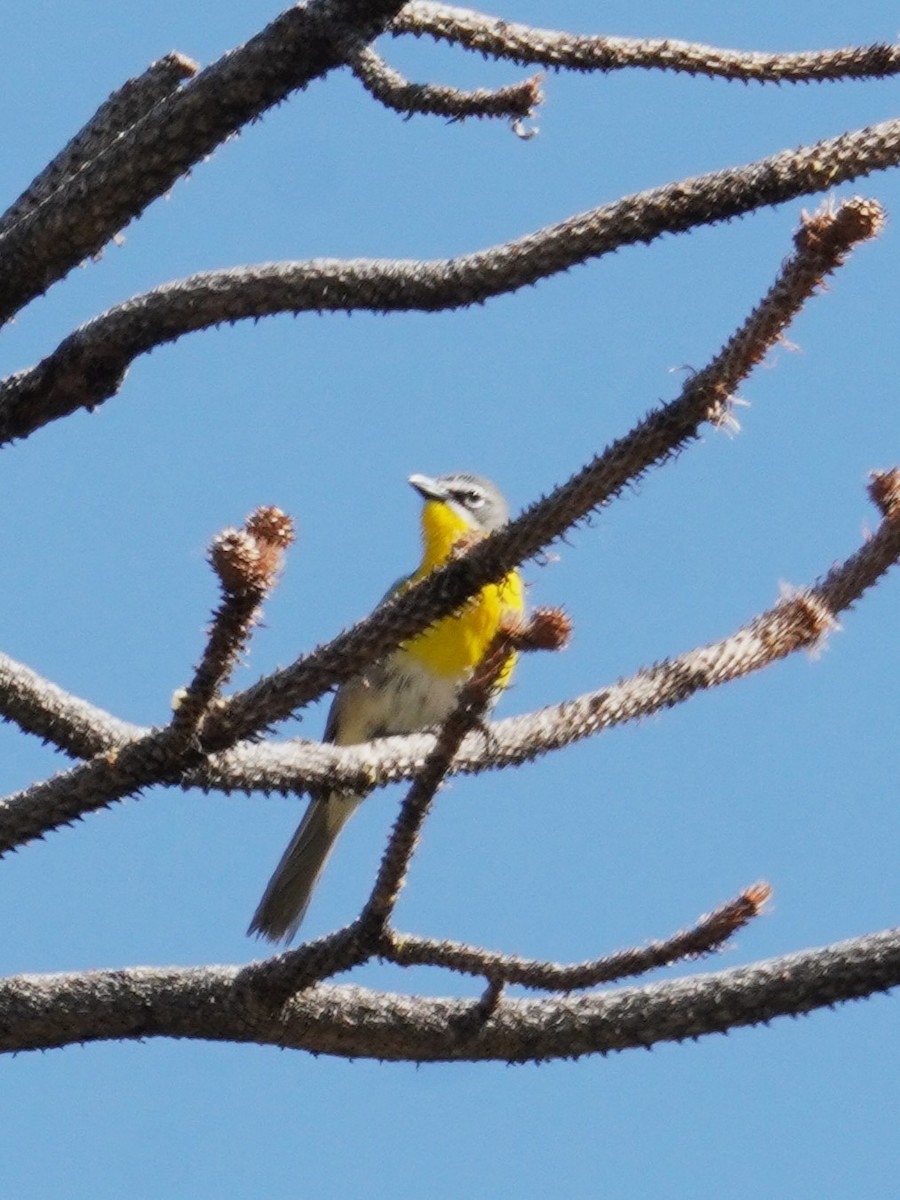 Yellow-breasted Chat - Kristy Dhaliwal