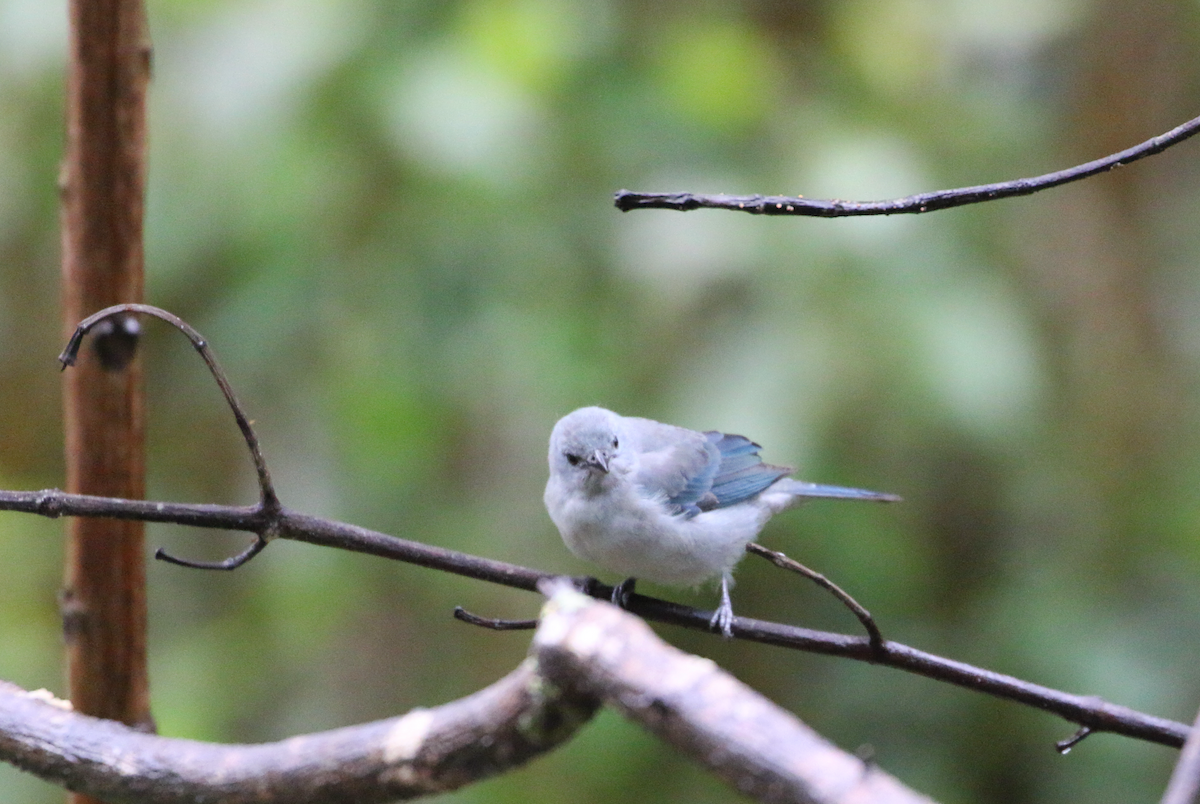 Blue-gray Tanager - ML620660840
