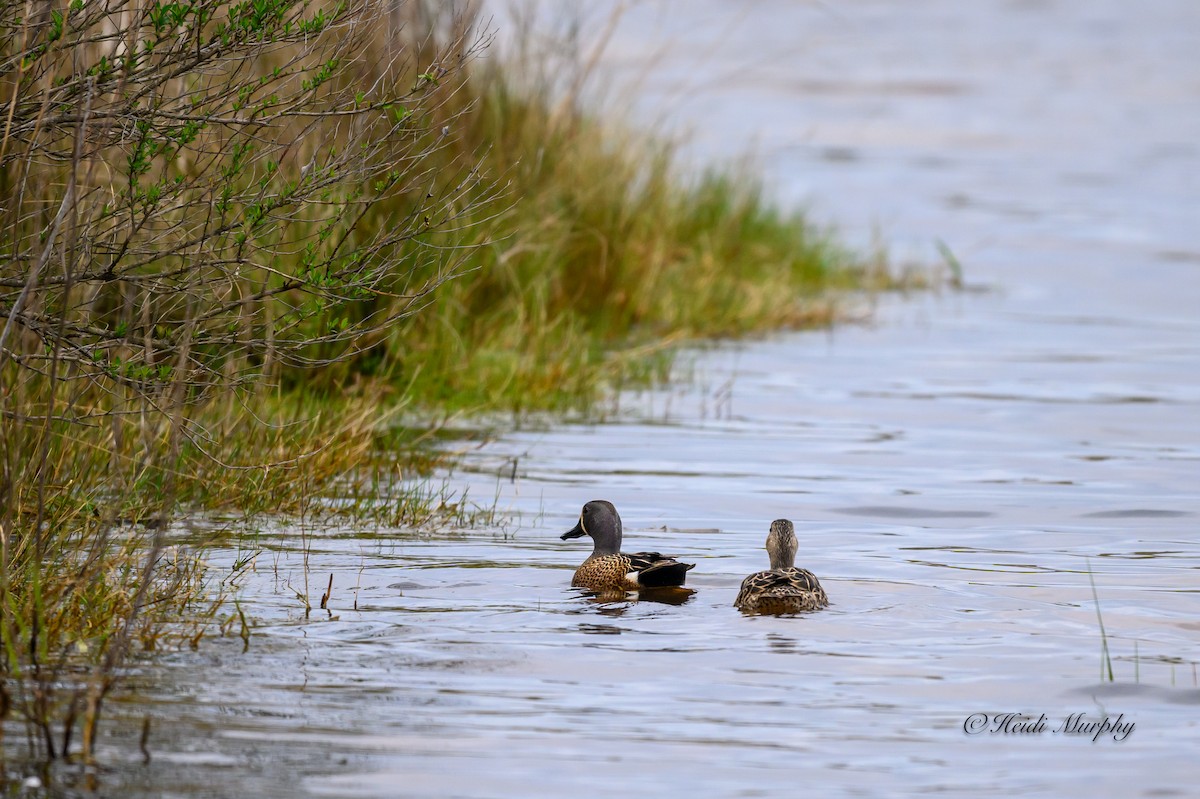 Blue-winged Teal - ML620660842