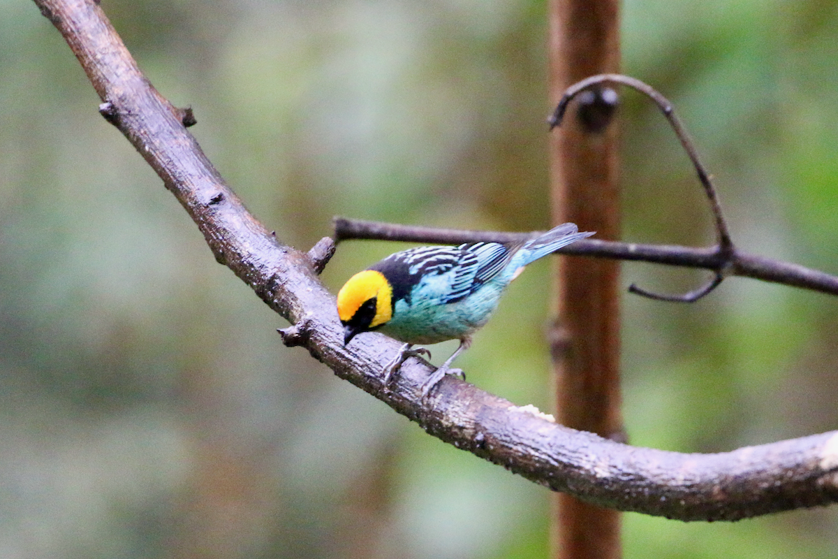 Saffron-crowned Tanager - ML620660846