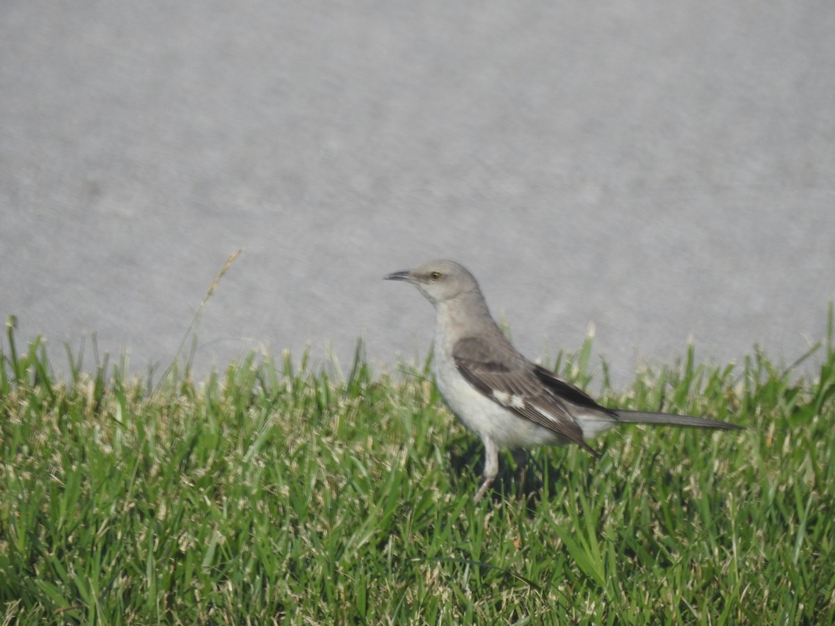 Northern Mockingbird - ML620660847