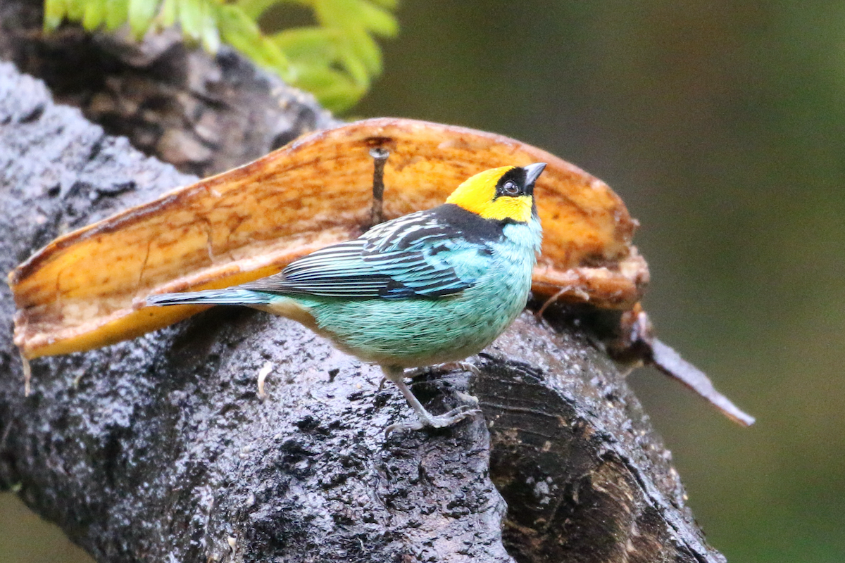 Saffron-crowned Tanager - ML620660849