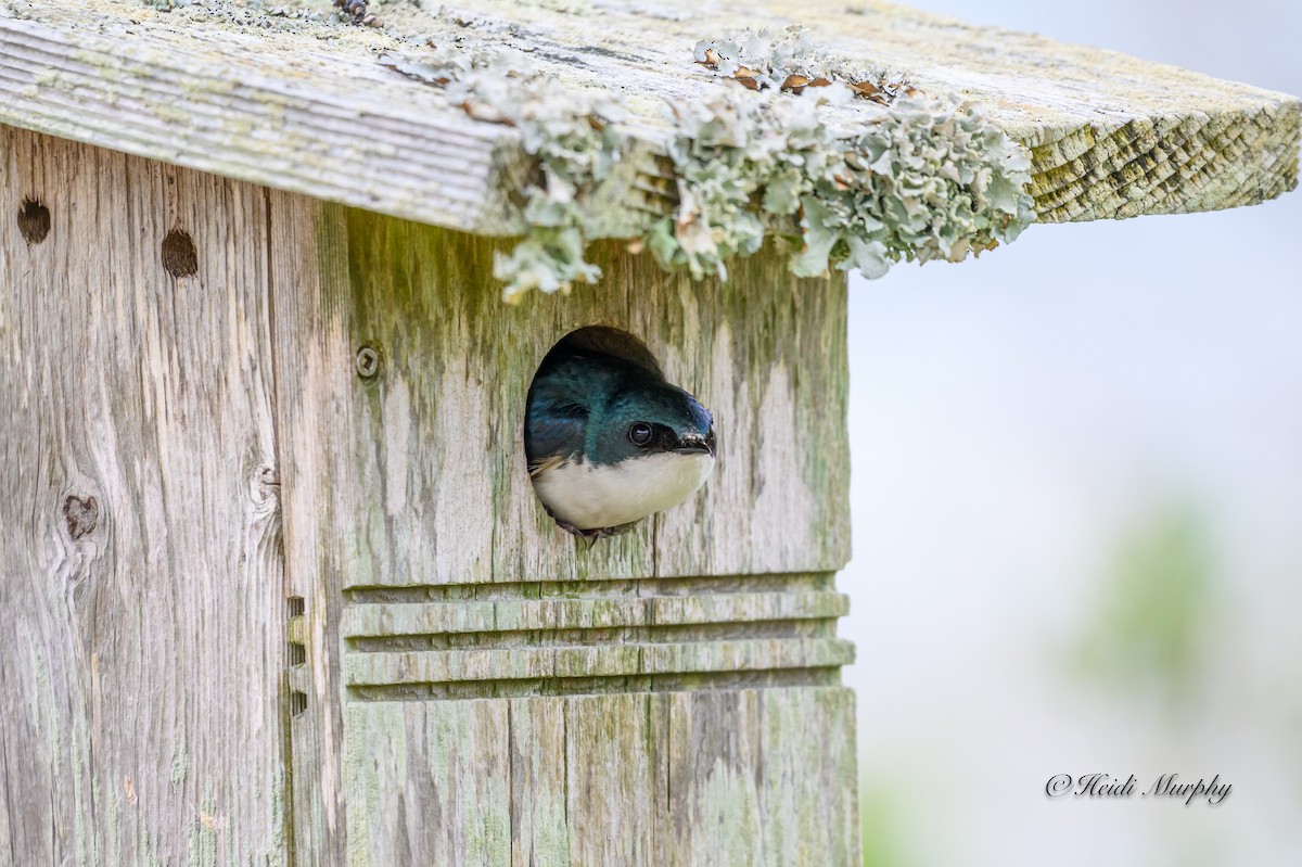 Tree Swallow - ML620660852