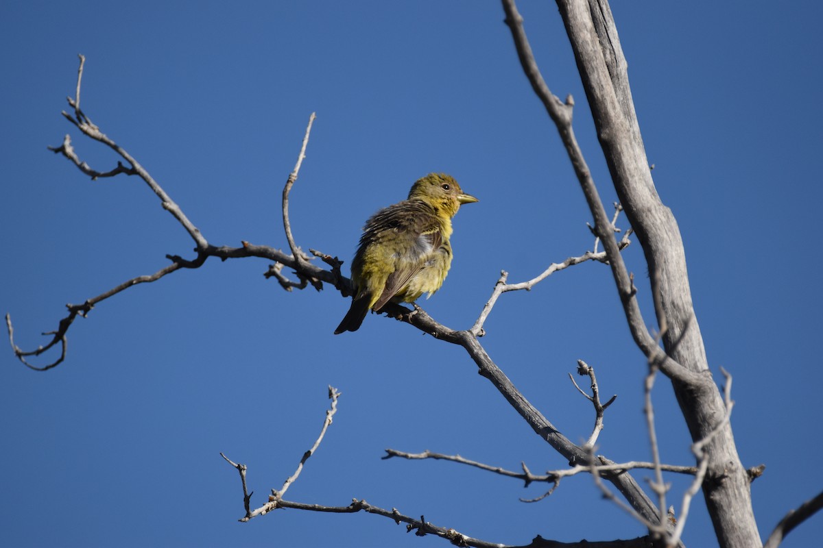 Western Tanager - ML620660856