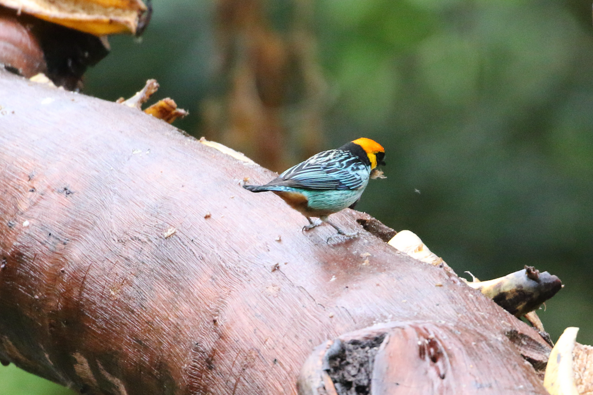 Saffron-crowned Tanager - ML620660857