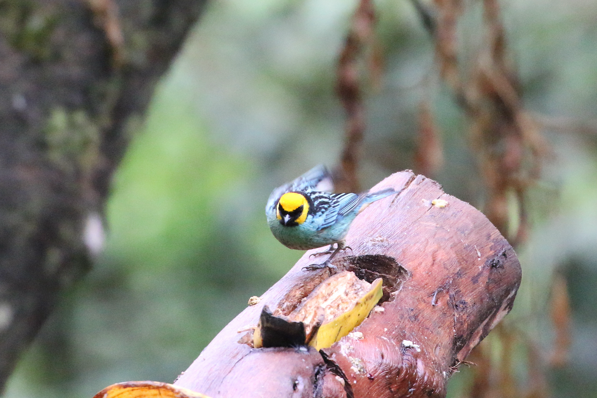 Saffron-crowned Tanager - ML620660858