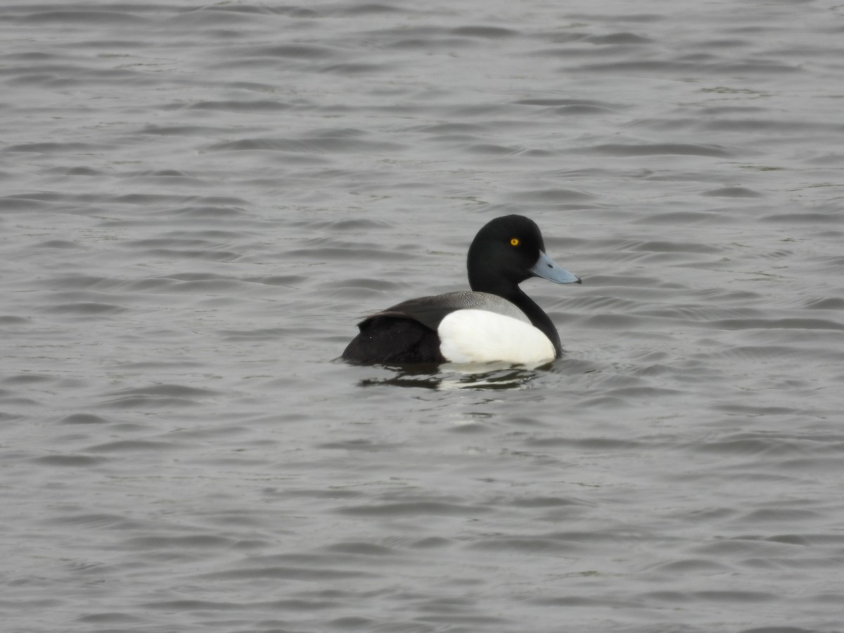 Greater Scaup - ML620660860