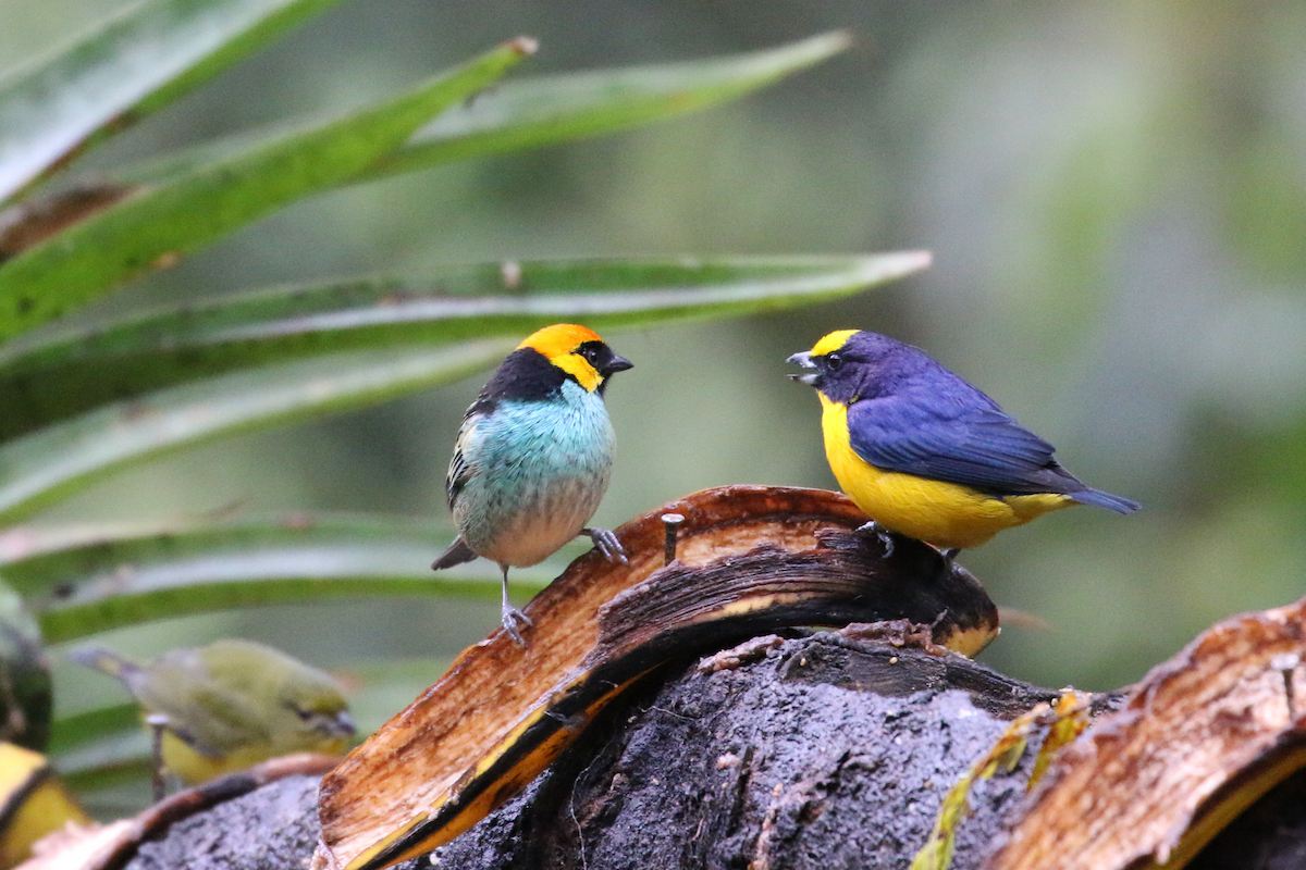 Saffron-crowned Tanager - ML620660861