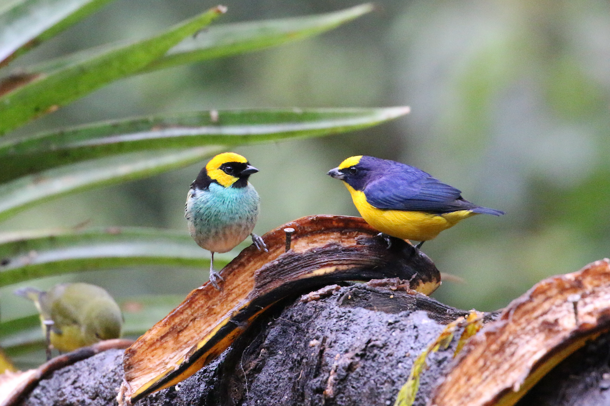 Saffron-crowned Tanager - ML620660862