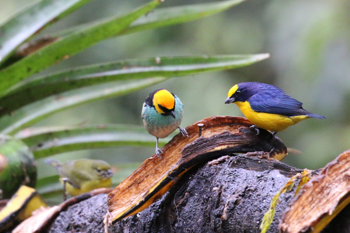 Saffron-crowned Tanager - ML620660863