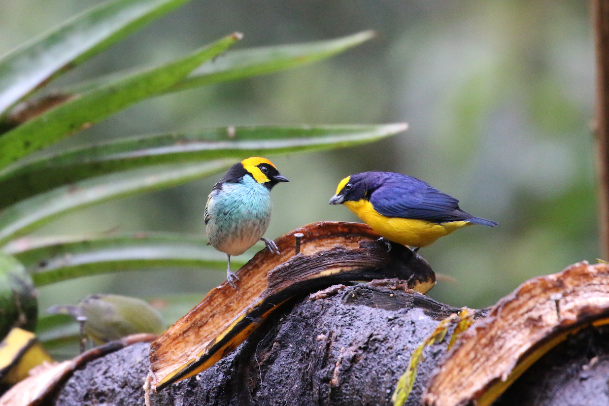 Saffron-crowned Tanager - ML620660864