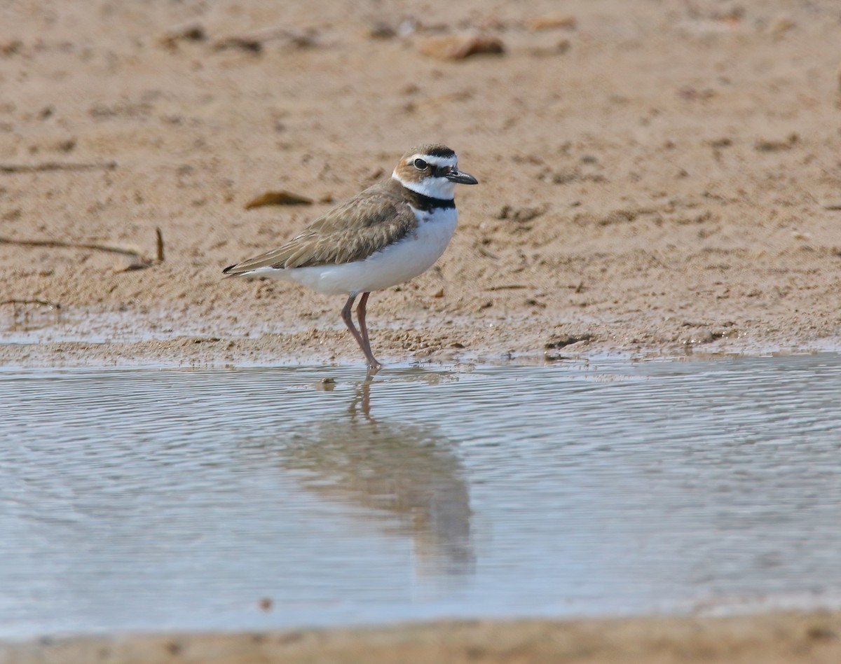 Wilson's Plover - ML620660870