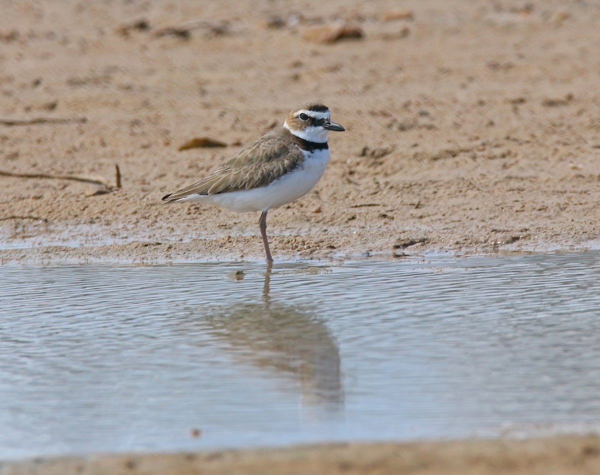 Wilson's Plover - ML620660872