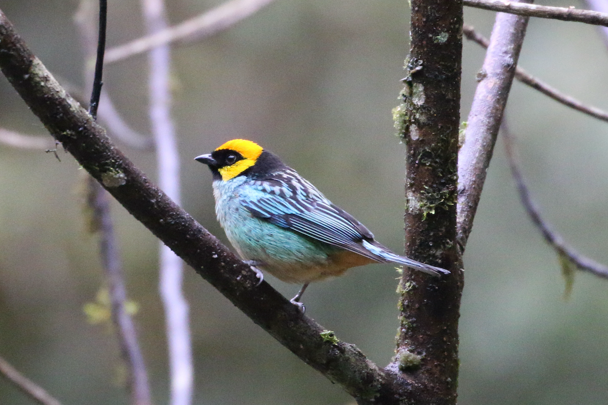 Saffron-crowned Tanager - ML620660873