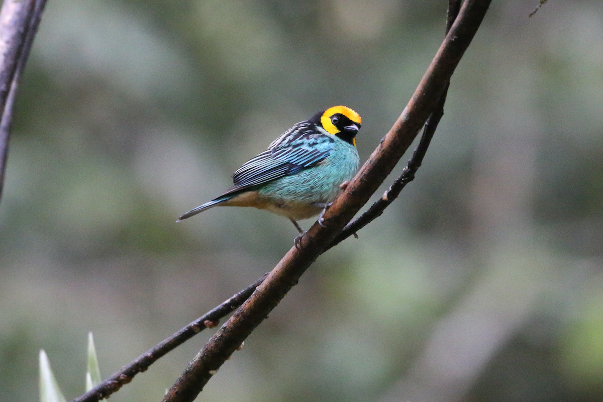 Saffron-crowned Tanager - ML620660874