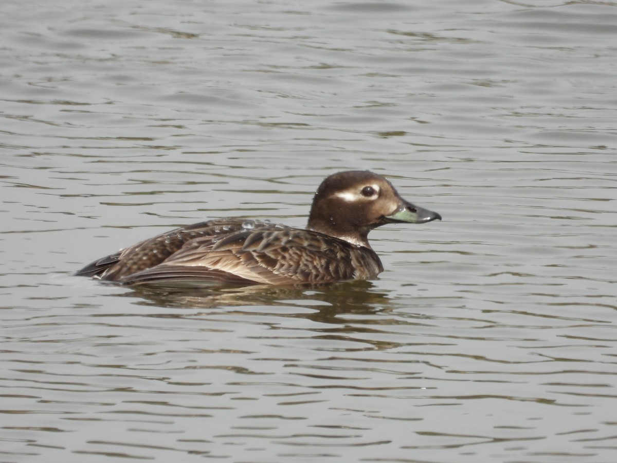 Long-tailed Duck - ML620660877