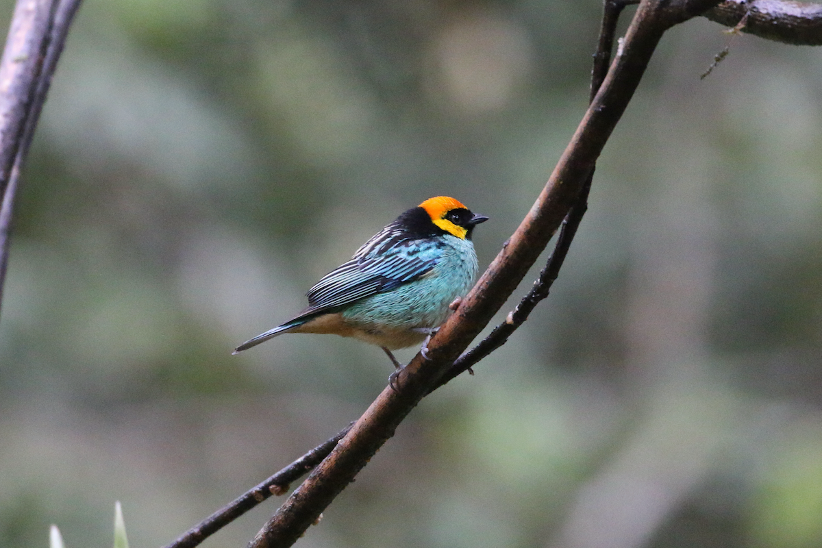 Saffron-crowned Tanager - ML620660878