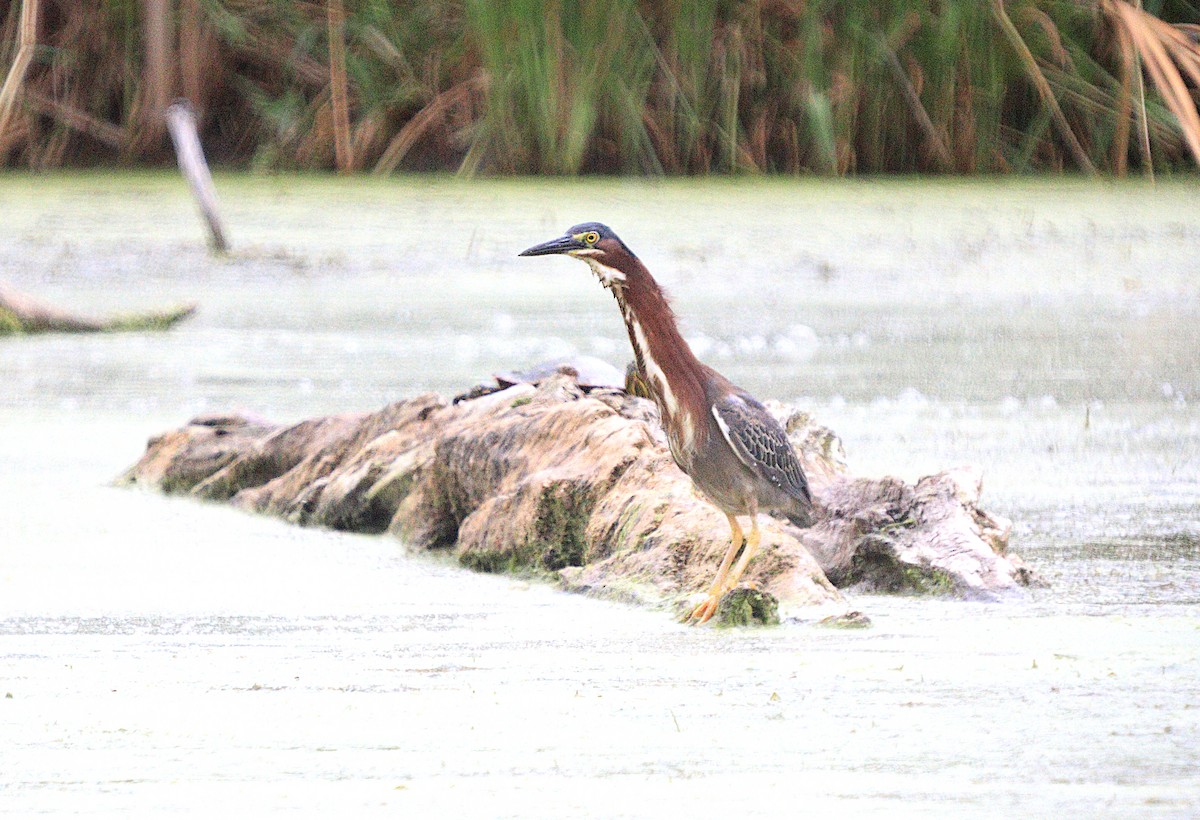 Green Heron - ML620660879