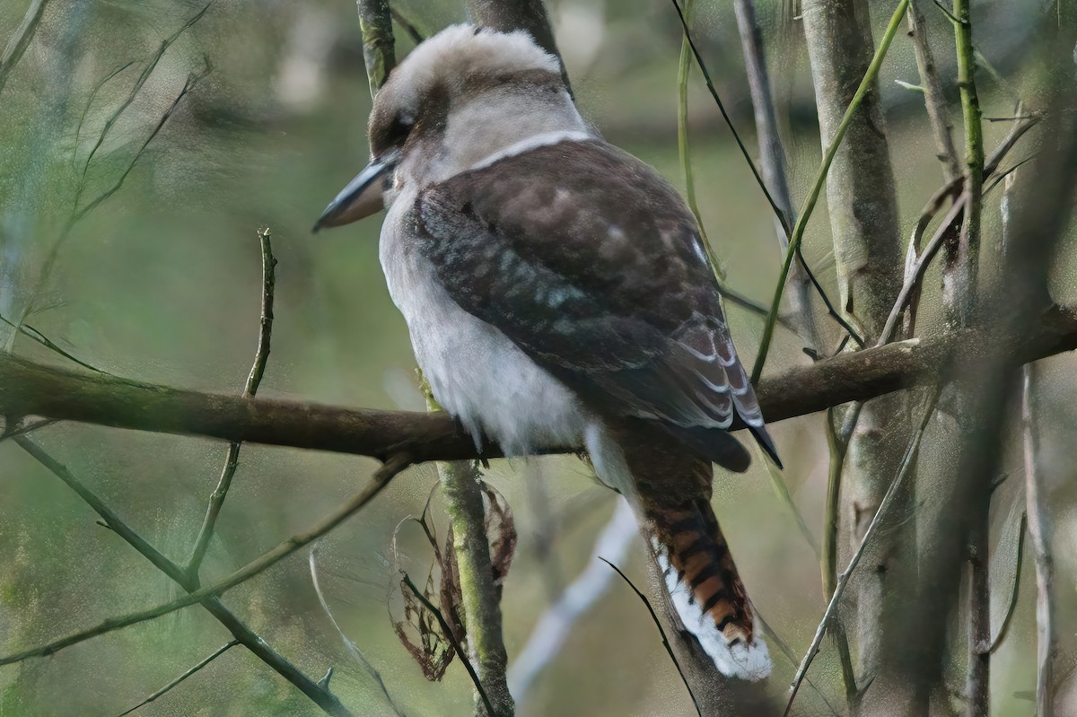 Laughing Kookaburra - ML620660888