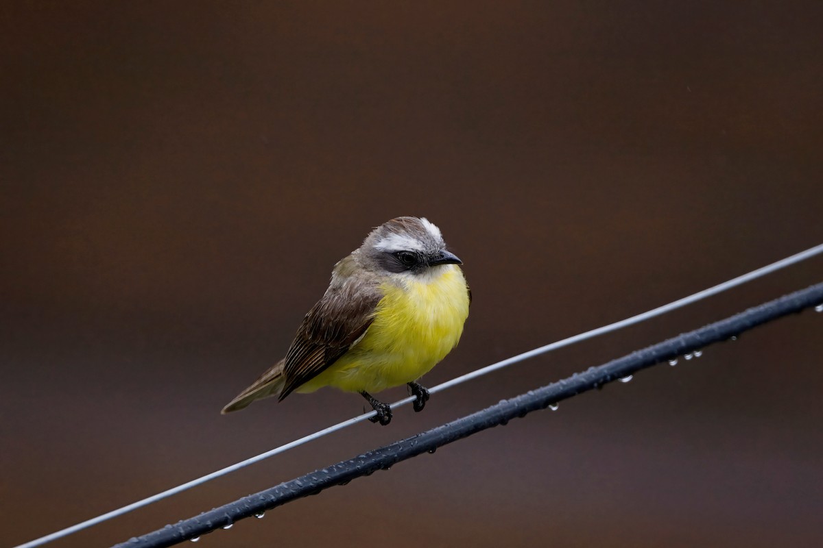 Social Flycatcher - ML620660892