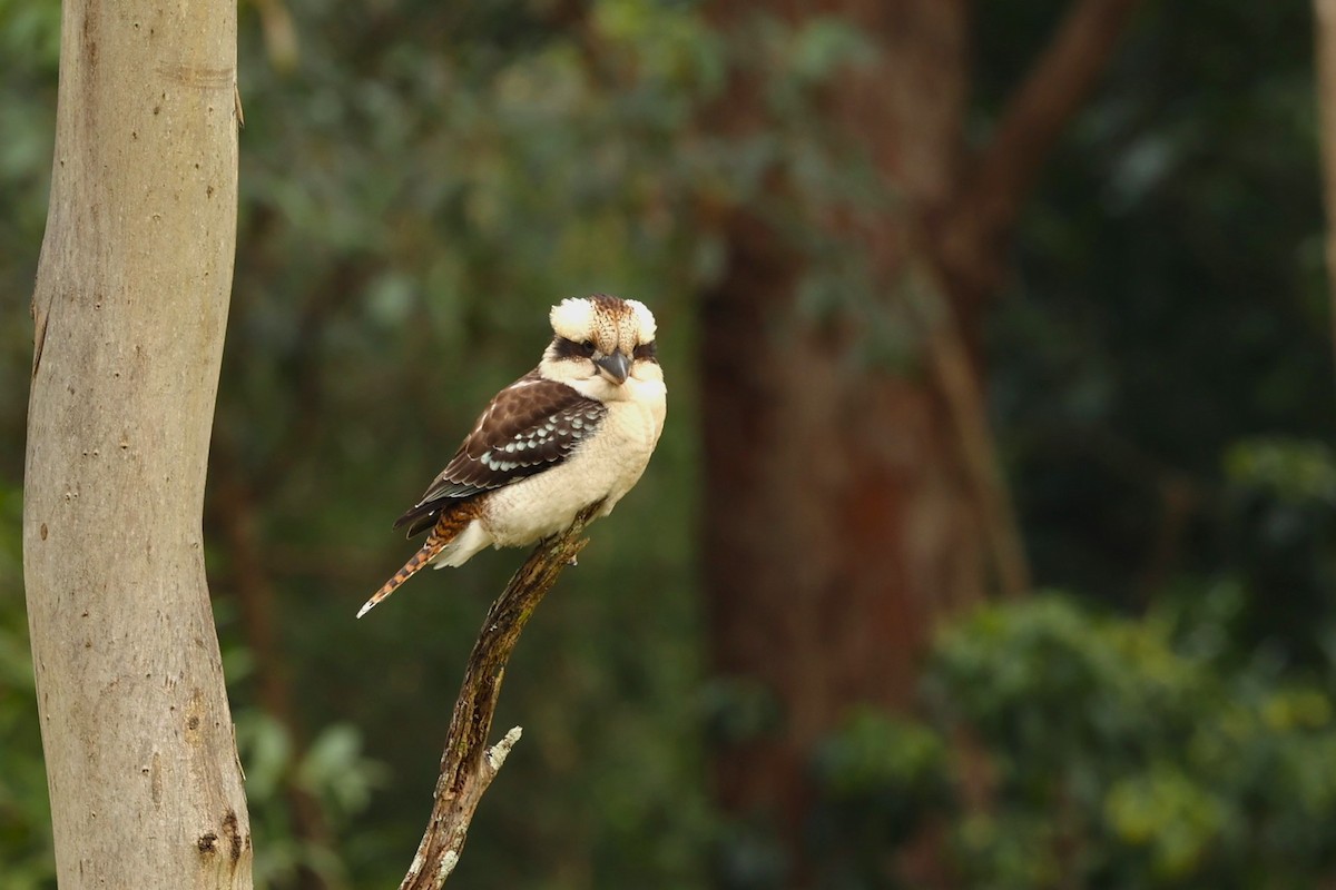 Laughing Kookaburra - ML620660897