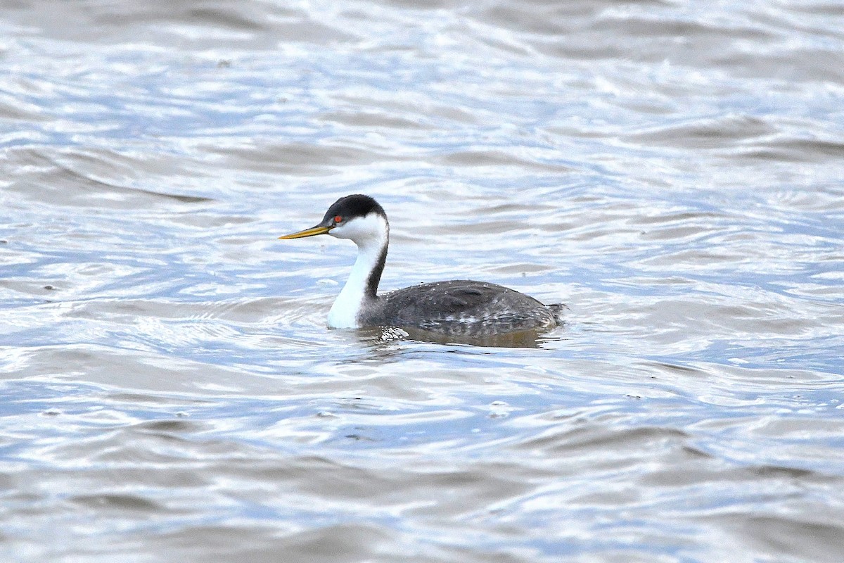 Western Grebe - ML620660900