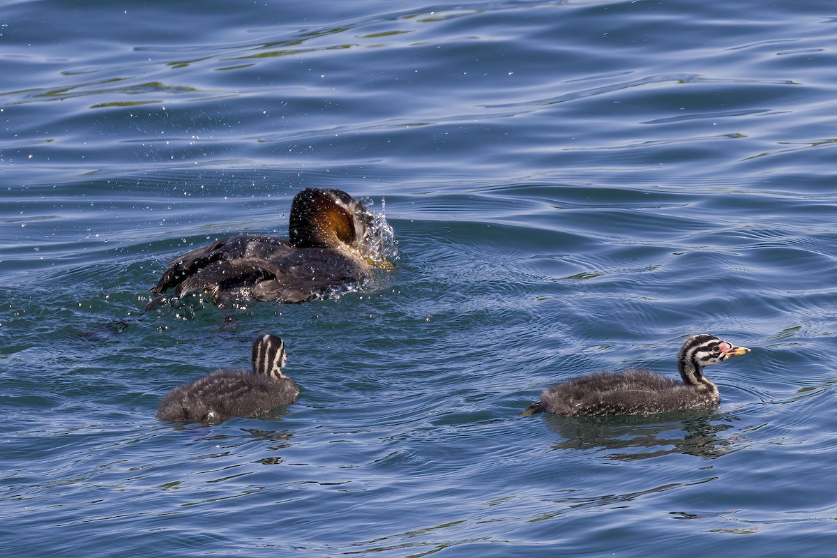 Red-necked Grebe - ML620660908