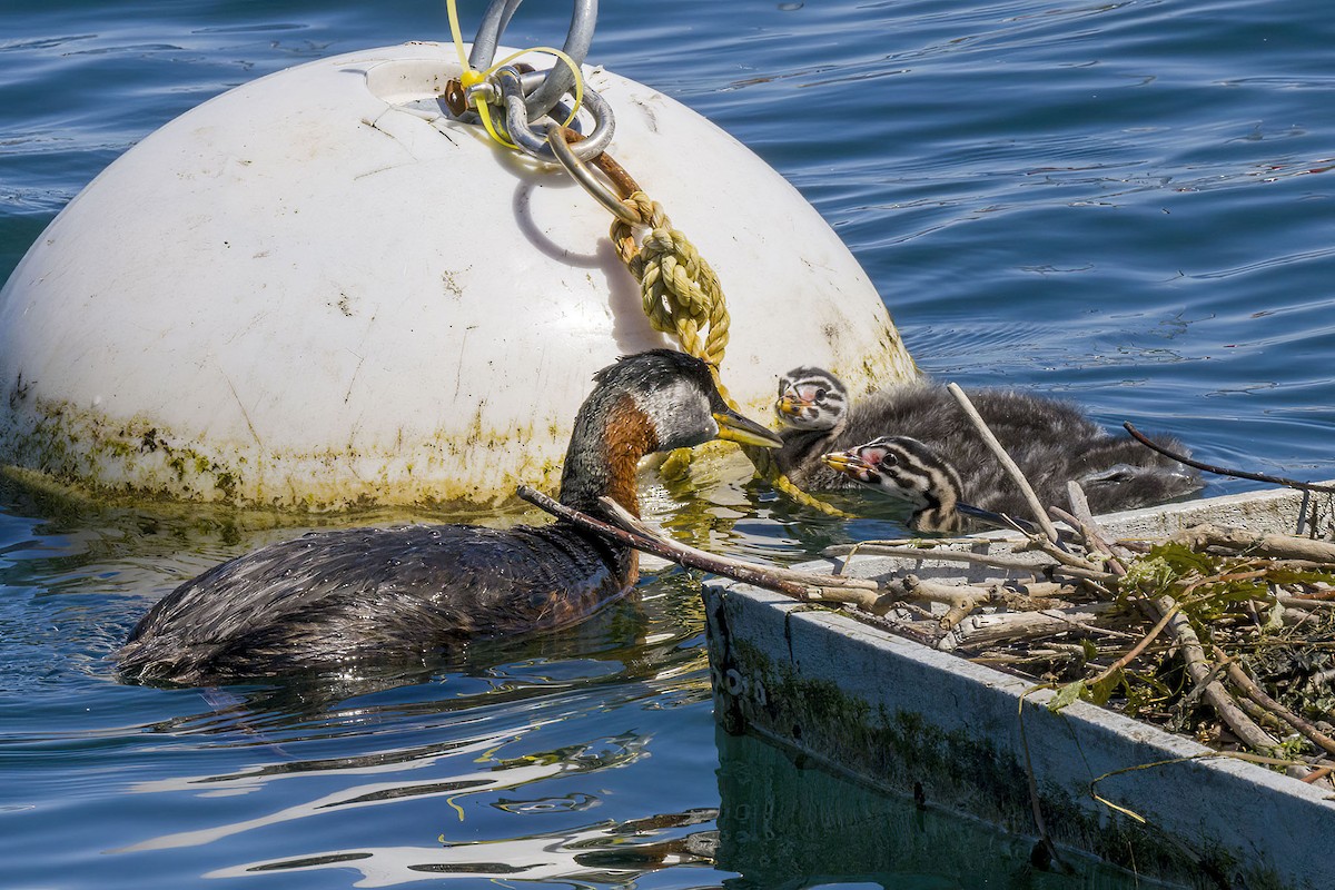 Red-necked Grebe - ML620660914