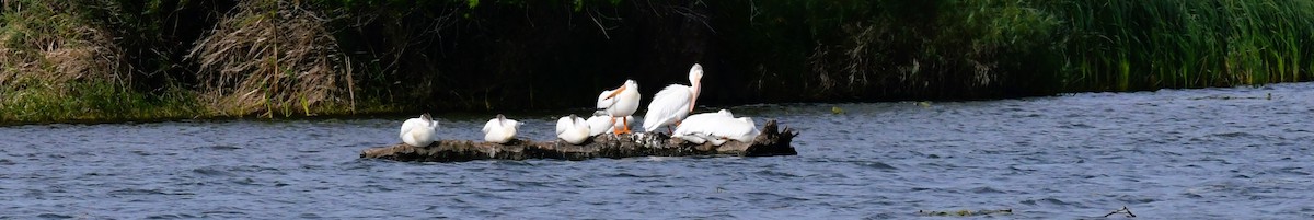 American White Pelican - ML620660919