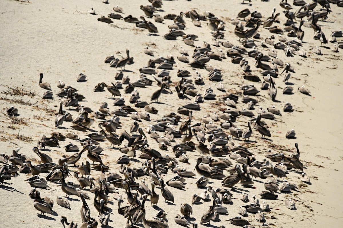 Brown Pelican - ML620660927