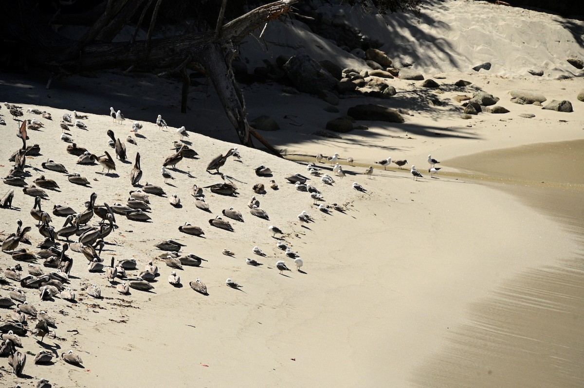 Brown Pelican - ML620660928