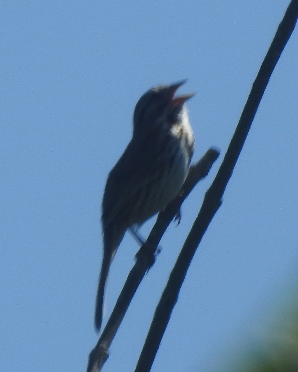 Song Sparrow - ML620660939