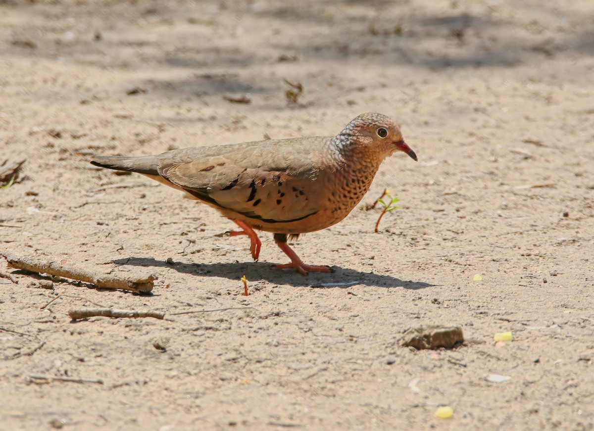 Common Ground Dove - ML620660941