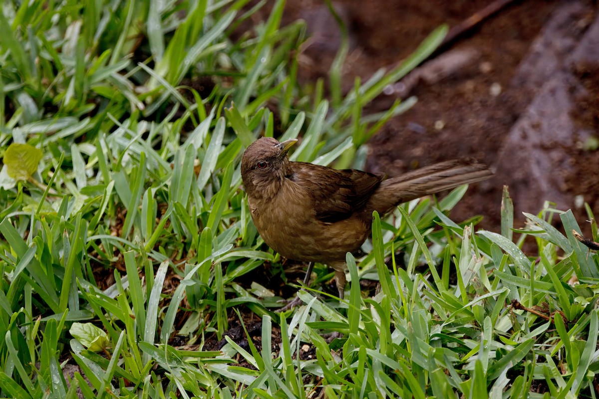 Clay-colored Thrush - ML620660947