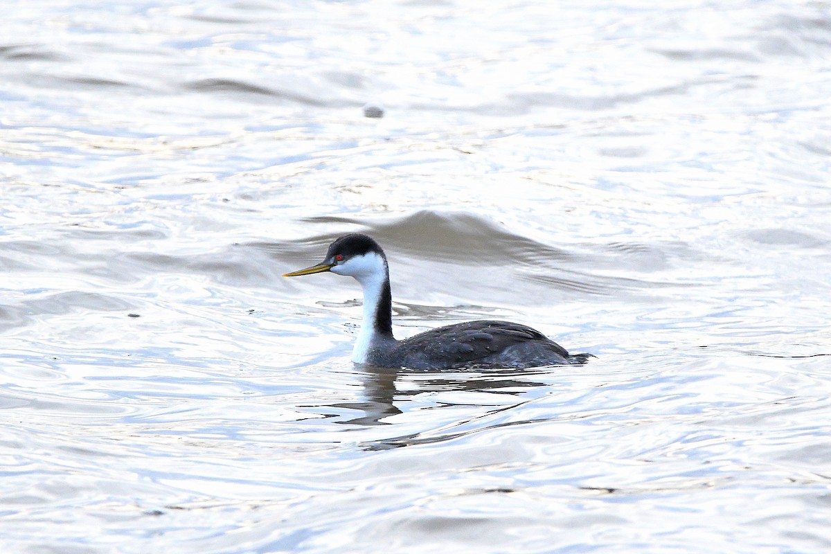 Western Grebe - ML620660955