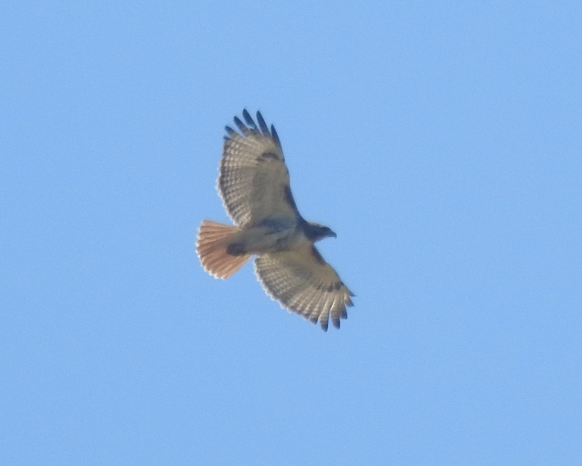 Red-tailed Hawk - ML620660959