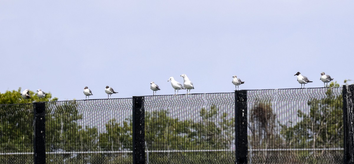 Ring-billed Gull - ML620660962