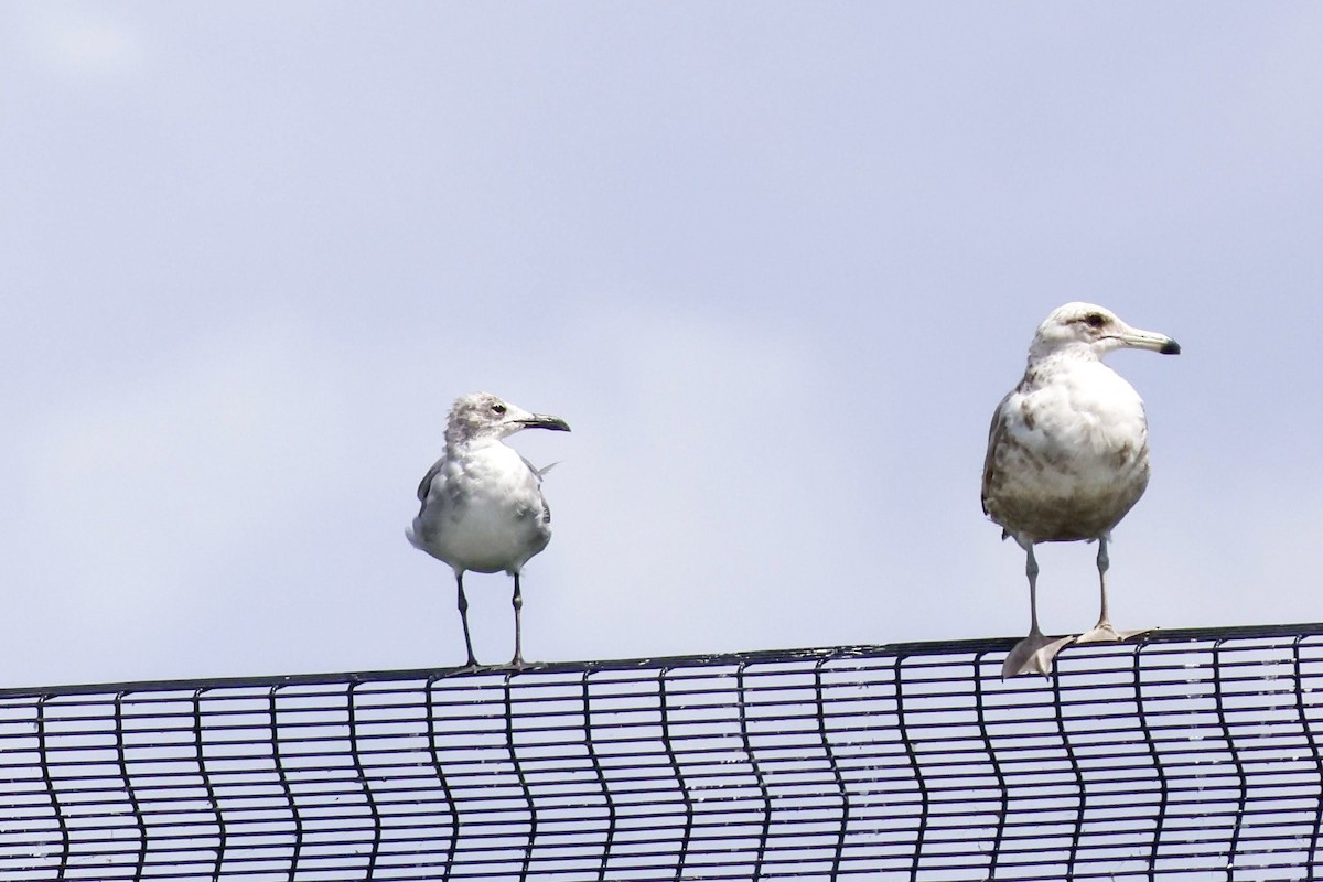 California Gull - ML620660970