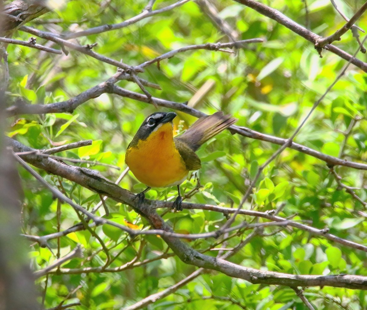 Yellow-breasted Chat - ML620660972
