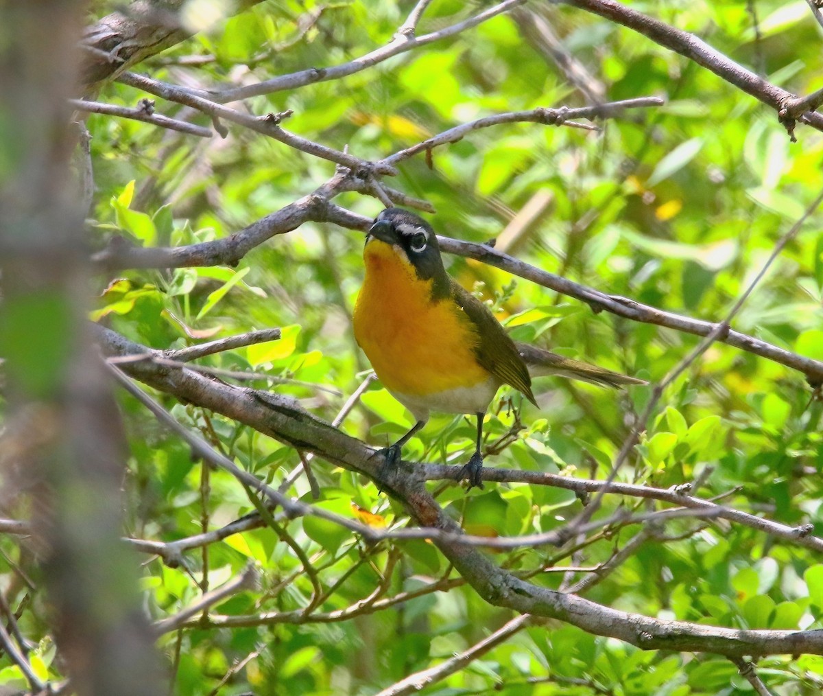 Yellow-breasted Chat - ML620660973