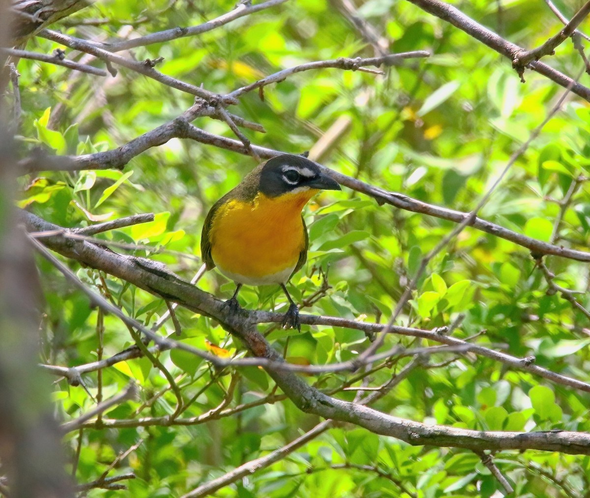 Yellow-breasted Chat - ML620660974