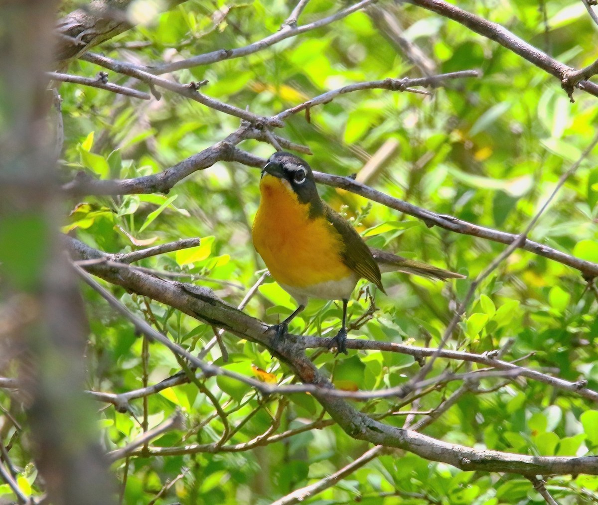 Yellow-breasted Chat - ML620660975
