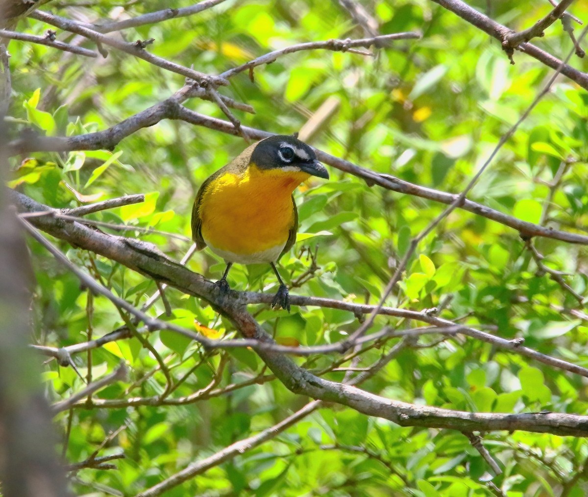 Yellow-breasted Chat - ML620660977