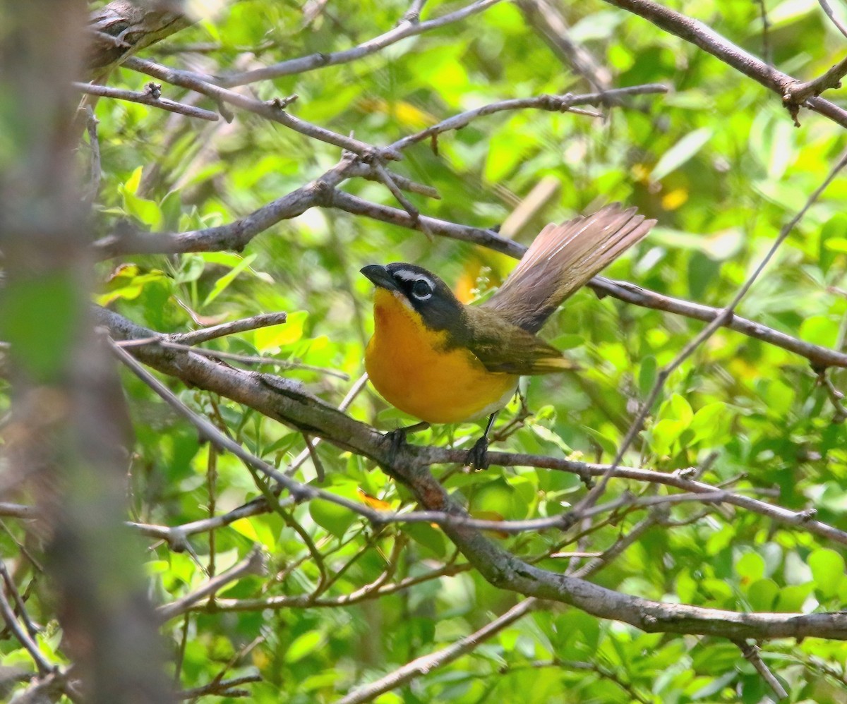 Yellow-breasted Chat - ML620660978