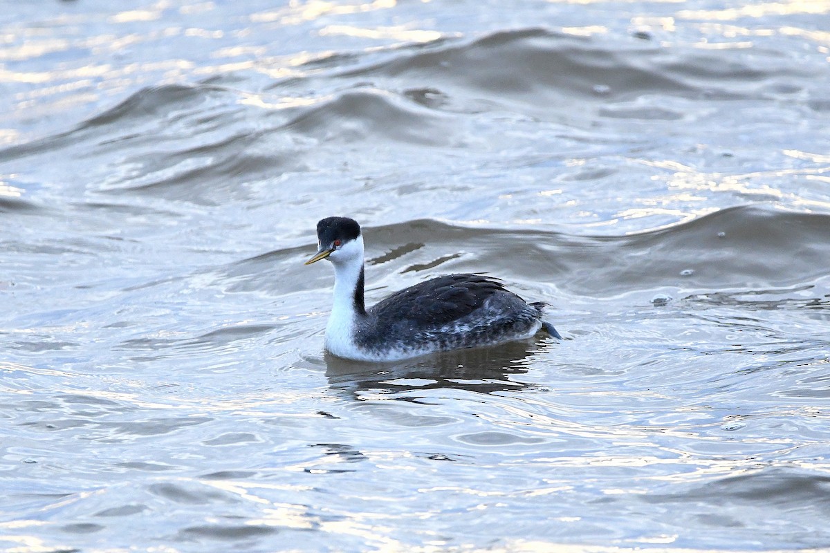 Western Grebe - ML620660988