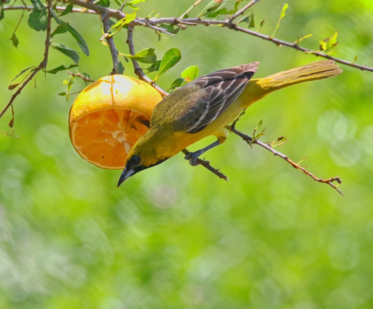 Orchard Oriole - ML620660991