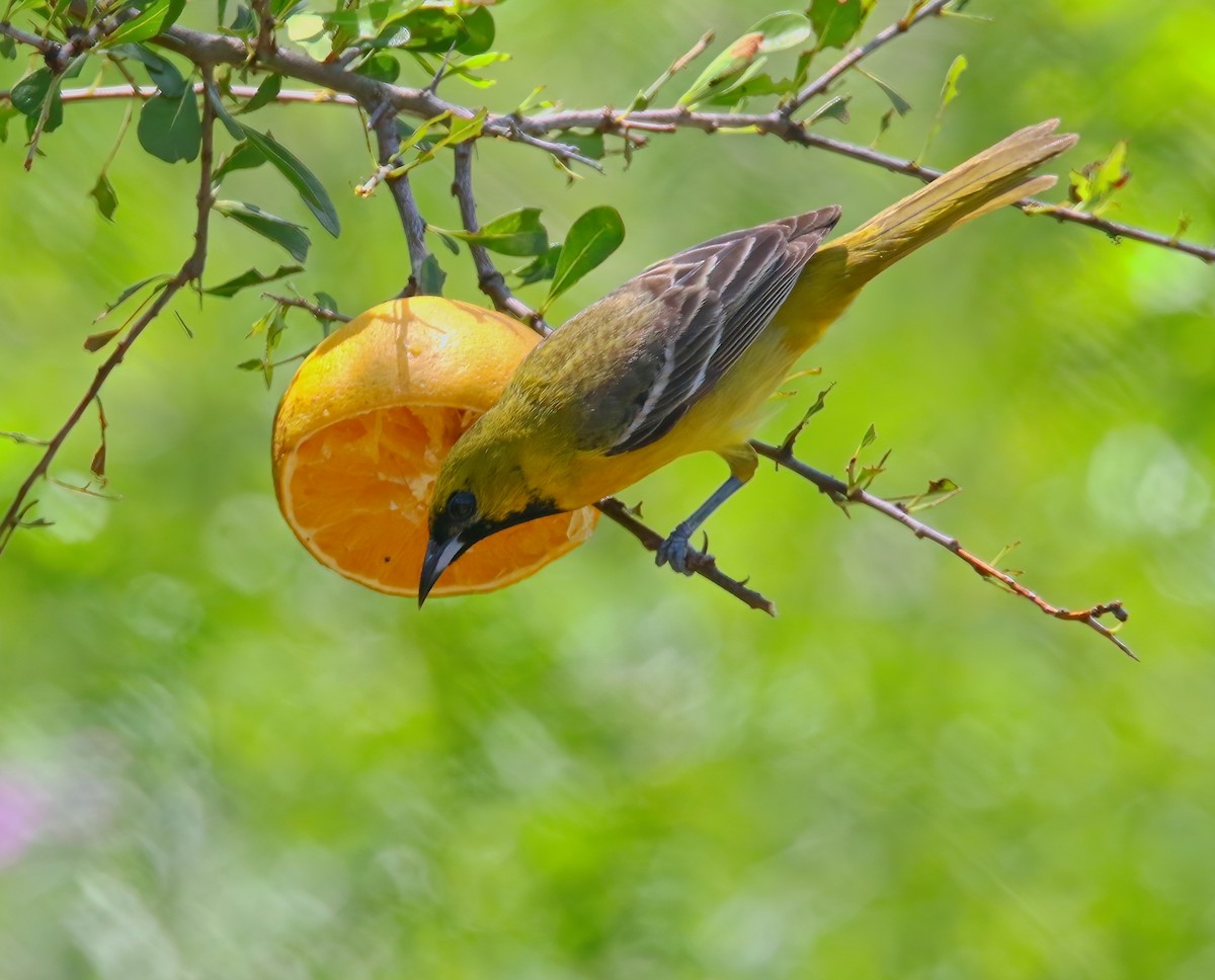 Orchard Oriole - ML620660992