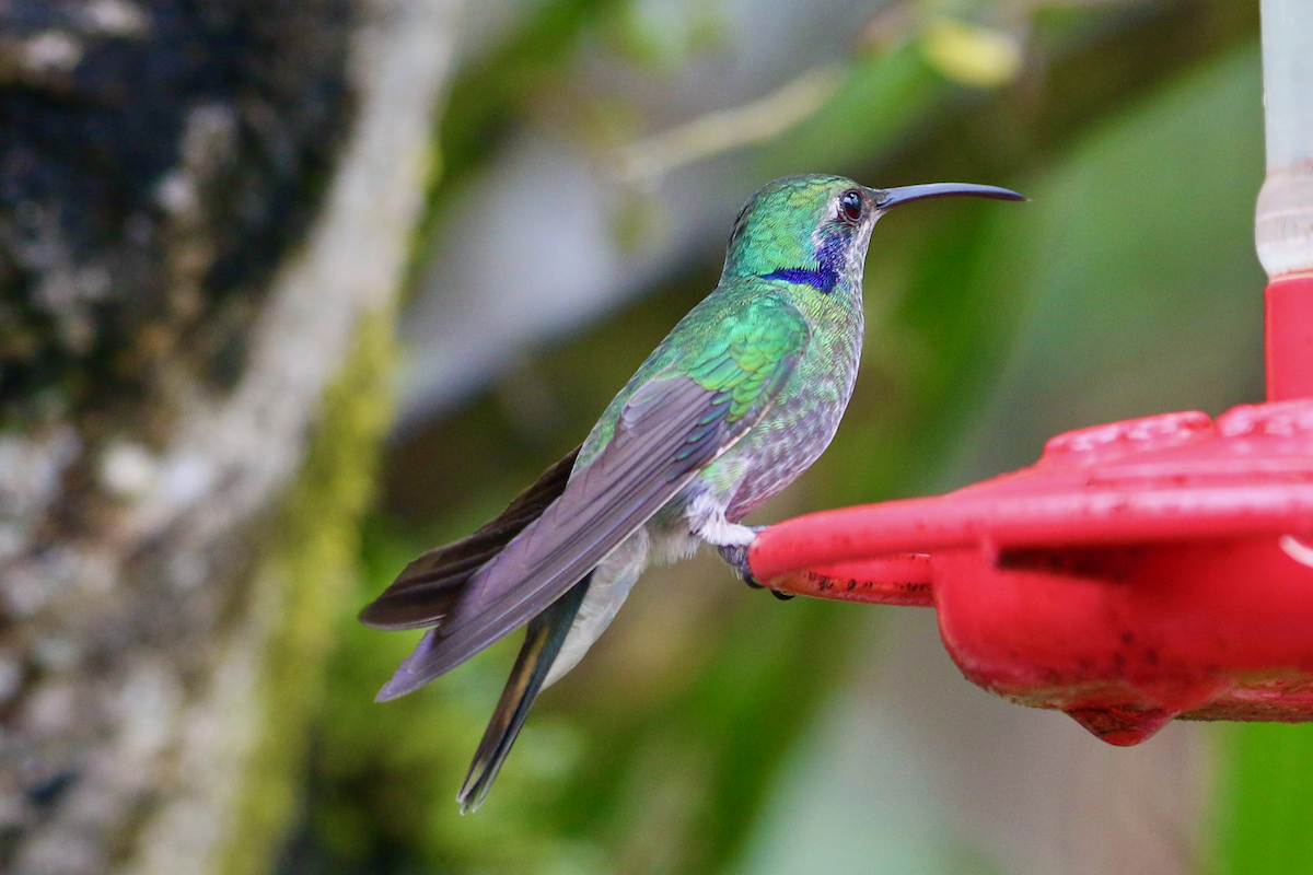 Colibrí Oreja Violeta Menor - ML620660994