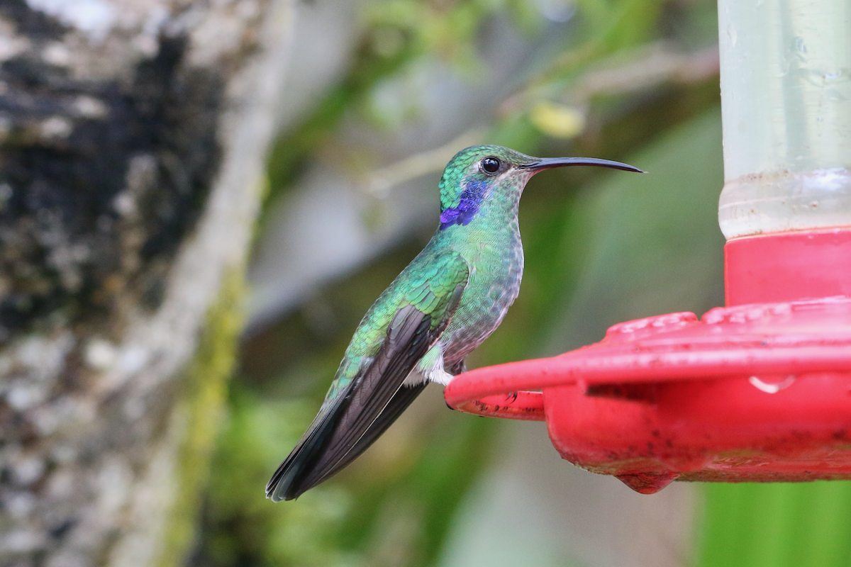 kolibřík modrouchý - ML620660995